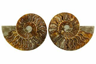 Cut & Polished, Agatized Ammonite Fossil - Madagascar #310698