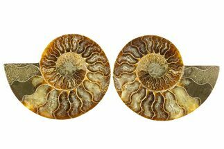 Cut & Polished, Agatized Ammonite Fossil - Madagascar #310700