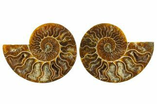 Cut & Polished, Agatized Ammonite Fossil - Madagascar #310701