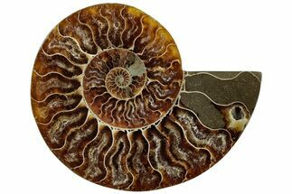 Cut & Polished Ammonite Fossil (Half) - Madagascar #310728