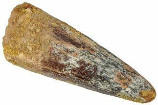 Fossil Spinosaurus Tooth - Real Dinosaur Tooth #310893