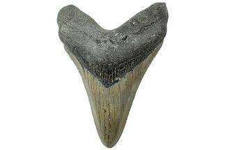 Serrated, Fossil Megalodon Tooth - North Carolina #311102