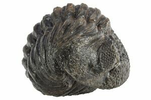 fossil☆ 異常巻 プラピトセラス徳島 ２６０６０２－２ Perfectly Enrolled Nucleurus Anticostiensis Trilobite (#51070) For