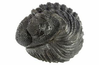 Perfectly Enrolled Drotops Trilobite - About Around #311191
