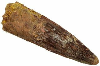 Fossil Spinosaurus Tooth - Real Dinosaur Tooth #311162