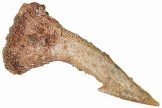 Fossil Sawfish (Onchopristis) Rostral Barb - Morocco #311211