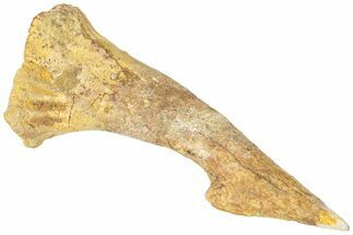 Bargain, Fossil Sawfish (Onchopristis) Rostral Barb - Morocco #311218