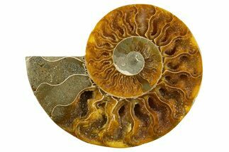 Cut & Polished Ammonite Fossil (Half) - Crystal Pockets #310681