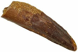 Fossil Spinosaurus Tooth - Real Dinosaur Tooth #311269