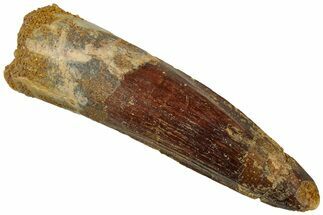 Fossil Spinosaurus Tooth - Real Dinosaur Tooth #311273