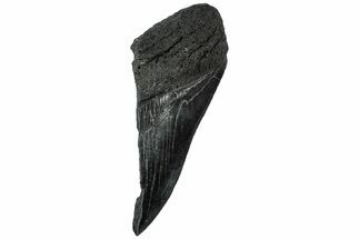 Partial Fossil Megalodon Tooth - South Carolina #307692