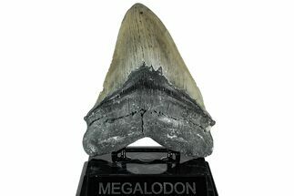 Serrated, Fossil Megalodon Tooth - North Carolina #311101