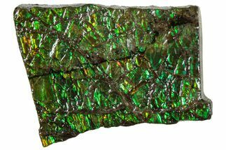 Iridescent Ammolite (Fossil Ammonite Shell) - Alberta #311347