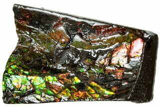 Iridescent Ammolite (Fossil Ammonite Shell) - Alberta #311359