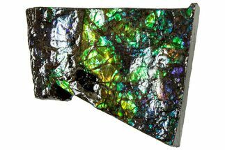 Iridescent Ammolite (Fossil Ammonite Shell) - Alberta #311392