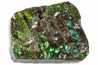 Iridescent Ammolite (Fossil Ammonite Shell) - Alberta #311401
