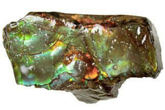Iridescent Ammolite (Fossil Ammonite Shell) - Alberta #311424