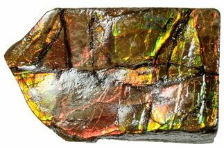 Iridescent Ammolite (Fossil Ammonite Shell) - Alberta #311429