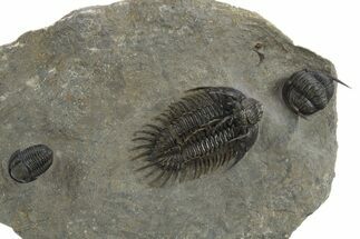 Spiny Comura Trilobite - Ofaten, Morocco #311513