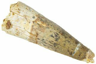 Fossil Spinosaurus Tooth - Real Dinosaur Tooth #311759