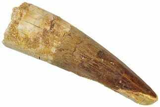 Fossil Spinosaurus Tooth - Real Dinosaur Tooth #311763