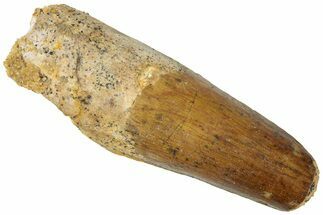 Fossil Spinosaurus Tooth - Feeding Worn Tip #311772