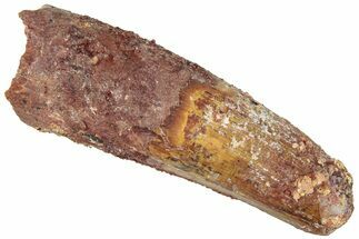 Fossil Spinosaurus Tooth - Real Dinosaur Tooth #311774