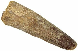 Fossil Spinosaurus Tooth - Real Dinosaur Tooth #311775