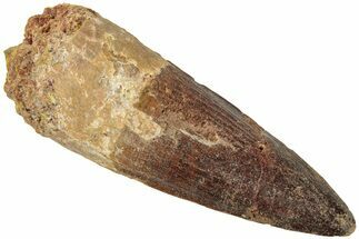 Fossil Spinosaurus Tooth - Real Dinosaur Tooth #311788