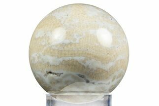 Polished Agatized Fossil Coral Sphere - Indonesia #311529