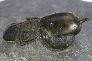 Trilobite Fossils For Sale