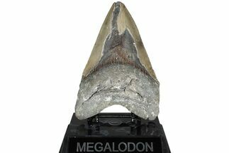 Bargain, Fossil Megalodon Tooth - North Carolina #311695