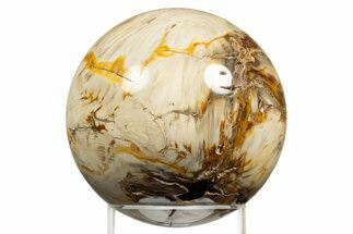 Polished Petrified Wood (Bald Cypress?) Sphere - Washington #311637