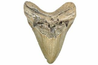 Serrated, Fossil Megalodon Tooth - North Carolina #308235