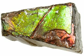 Iridescent Ammolite (Fossil Ammonite Shell) - Alberta #311409