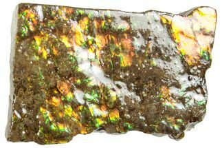 Iridescent Ammolite (Fossil Ammonite Shell) - Alberta #311413