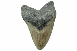 Serrated, Fossil Megalodon Tooth - North Carolina #311839