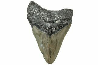 Serrated, Juvenile Megalodon Tooth - North Carolina #311842