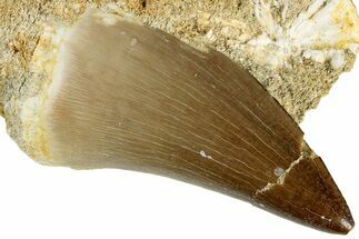 Fossil Mosasaur (Prognathodon) Tooth in Rock - Morocco #311860