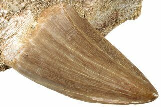 Fossil Mosasaur (Mosasaurus) Tooth In Rock - Morocco #311870