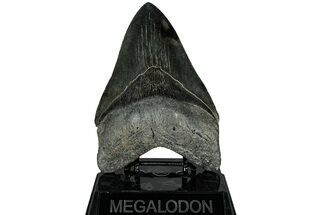 Huge, Fossil Megalodon Tooth - South Carolina #311873