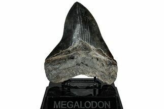 Serrated, Fossil Megalodon Tooth - South Carolina #311876