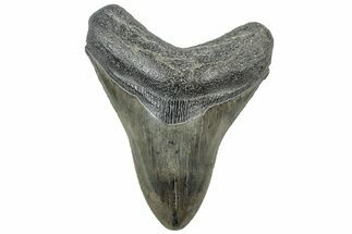 Serrated, Fossil Megalodon Tooth - South Carolina #312032