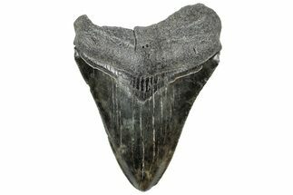 Serrated, Fossil Megalodon Tooth - South Carolina #312081