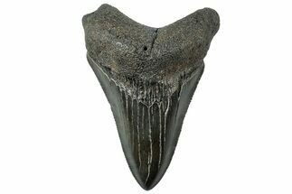 Serrated, Fossil Megalodon Tooth - South Carolina #312091