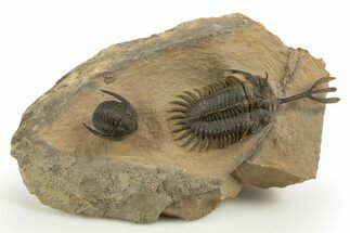 Spiny Walliserops Trilobite With Diademaproetus - Foum Zguid #312368