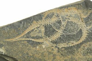 Two Ordovician Brittle Stars (Ophiura) - Morocco #312534