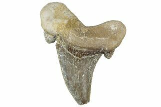 Bargain, Sokolovi (Auriculatus) Shark Tooth - Dakhla, Morocco #312630