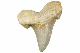 Serrated Sokolovi (Auriculatus) Shark Tooth - Dakhla, Morocco #312635