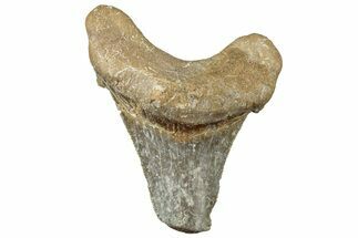 Serrated Sokolovi (Auriculatus) Shark Tooth - Dakhla, Morocco #312641